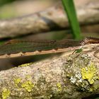 Gemeine Winterlibelle (Sympecma fusca), Weibchen