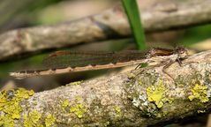 Gemeine Winterlibelle (Sympecma fusca), Weibchen