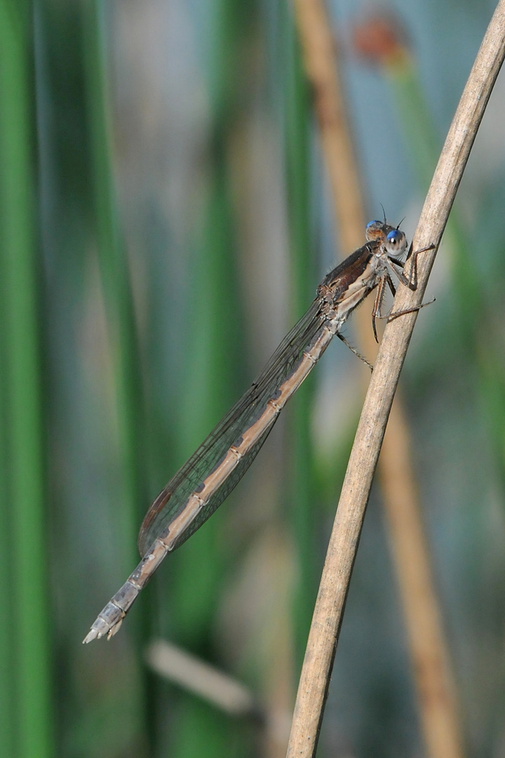 Gemeine Winterlibelle (Sympecma fusca) Weibchen