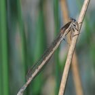 Gemeine Winterlibelle (Sympecma fusca) Weibchen