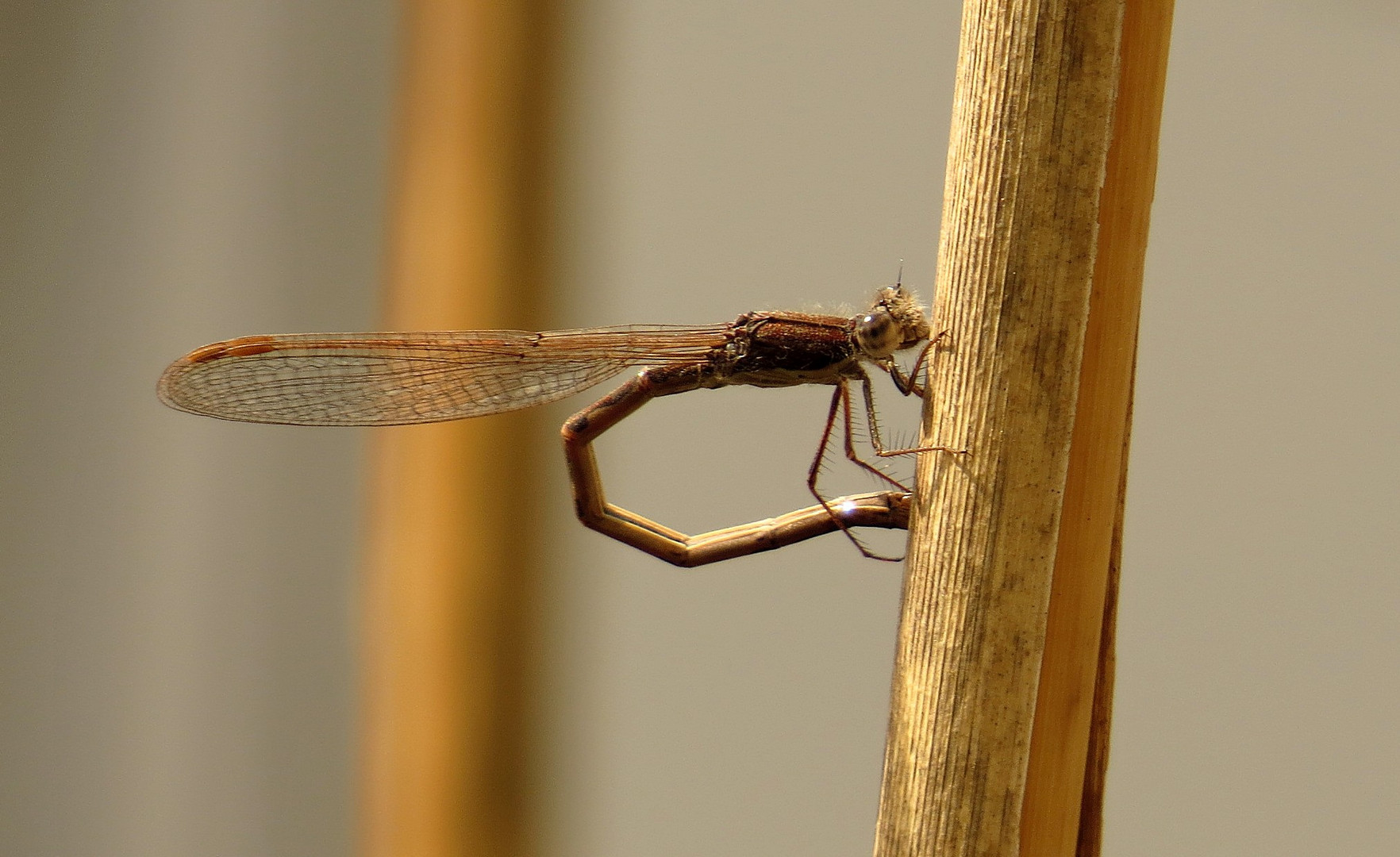 Gemeine Winterlibelle (Sympecma fusca), Weibchen