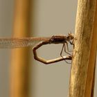 Gemeine Winterlibelle (Sympecma fusca), Weibchen