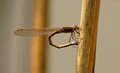 Gemeine Winterlibelle (Sympecma fusca), Weibchen