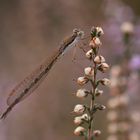 Gemeine Winterlibelle (Sympecma fusca), Weibchen