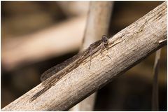 Gemeine Winterlibelle,m (Sympecma fusca)