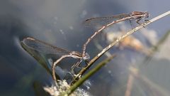 gemeine winterlibellen