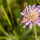 Gemeine Winterschwebefliege auf Ackerwitwenblume