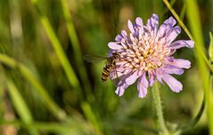 Gemeine Winterschwebefliege auf Ackerwitwenblume