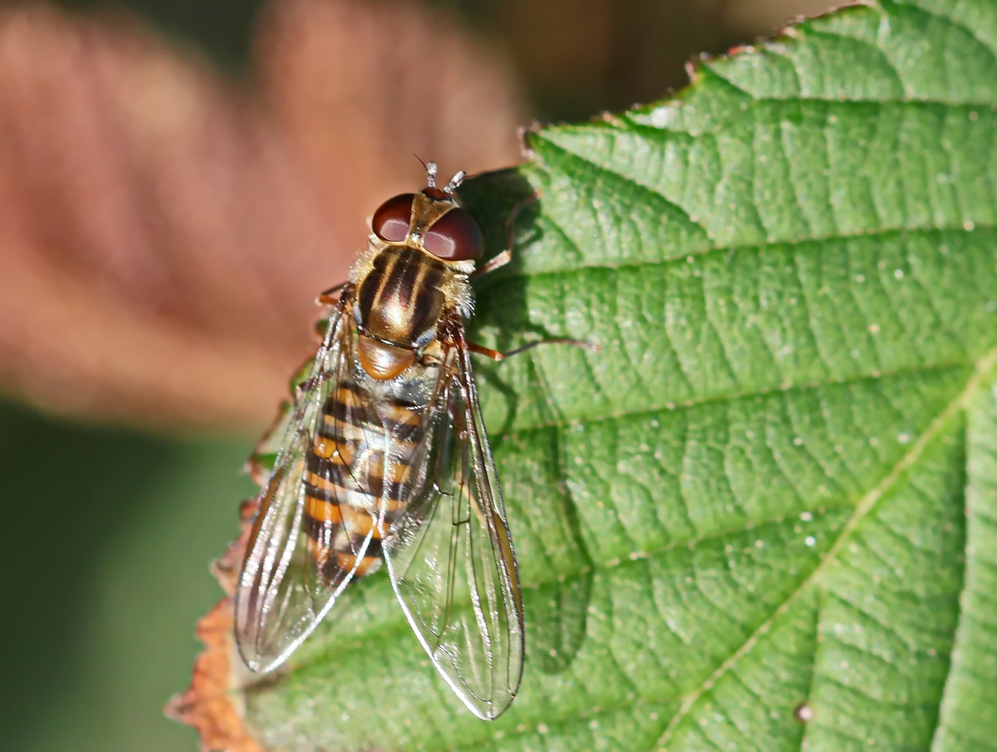 Gemeine Winterschwebfliege