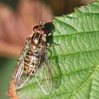 Gemeine Winterschwebfliege