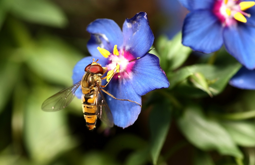 Gemeine Winterschwebfliege