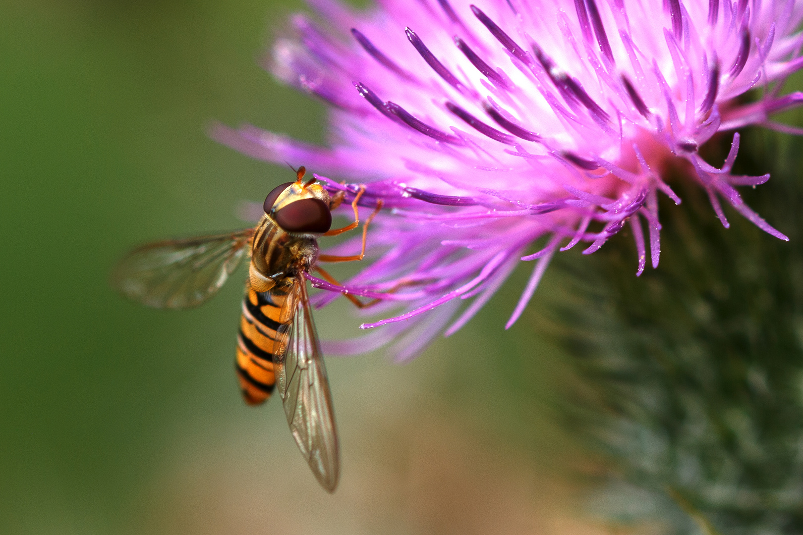 Gemeine Winterschwebfliege (Episyrphus balteatus)