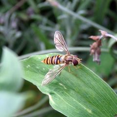 Gemeine Winterschwebfliege oder Hain-Schwebfliege (Episyrphus balteatus) auf Wickenblatt