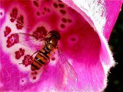 Gemeine Winterschwebfliege oder Hain-Schwebfliege (Episyrphus balteatus) bei der Landung . . .