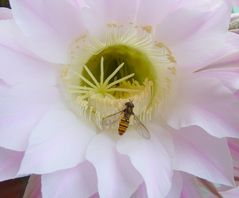 Gemeine Winterschwebfliege oder Hain-Schwebfliege (Episyrphus balteatus)