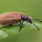 Gemeine Wollkäfer (Lagria hirta)