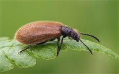 Gemeine Wollkäfer (Lagria hirta)