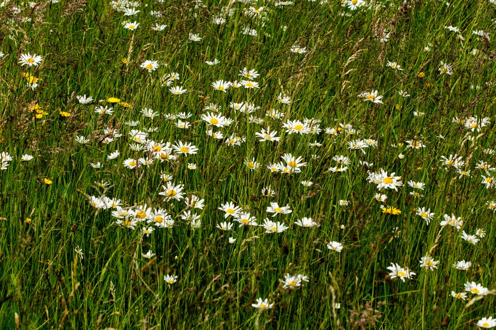 Gemeine Wucherblume (Margerite)