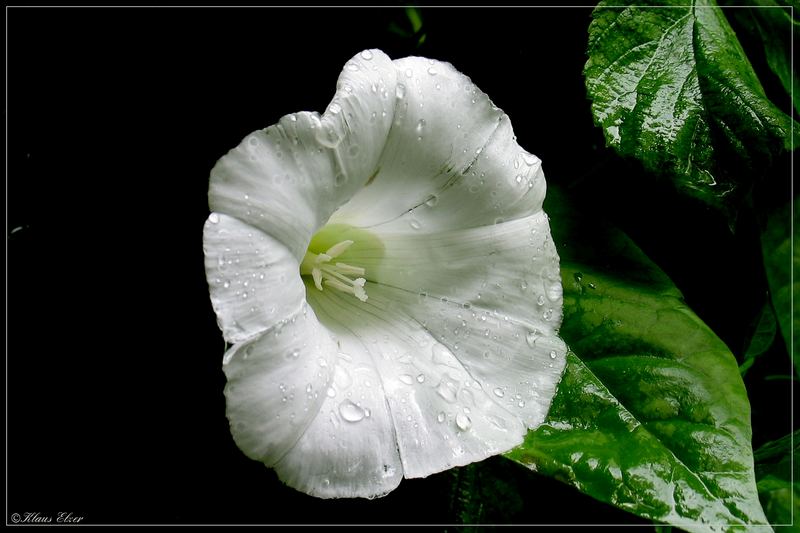 Gemeine Zaunwinde (Calystegia sepium)