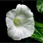 Gemeine Zaunwinde (Calystegia sepium)