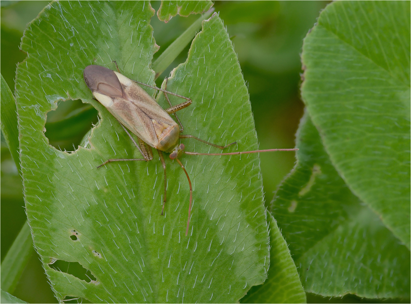 Gemeine Zierwanze (Adelphocoris lineolatus)