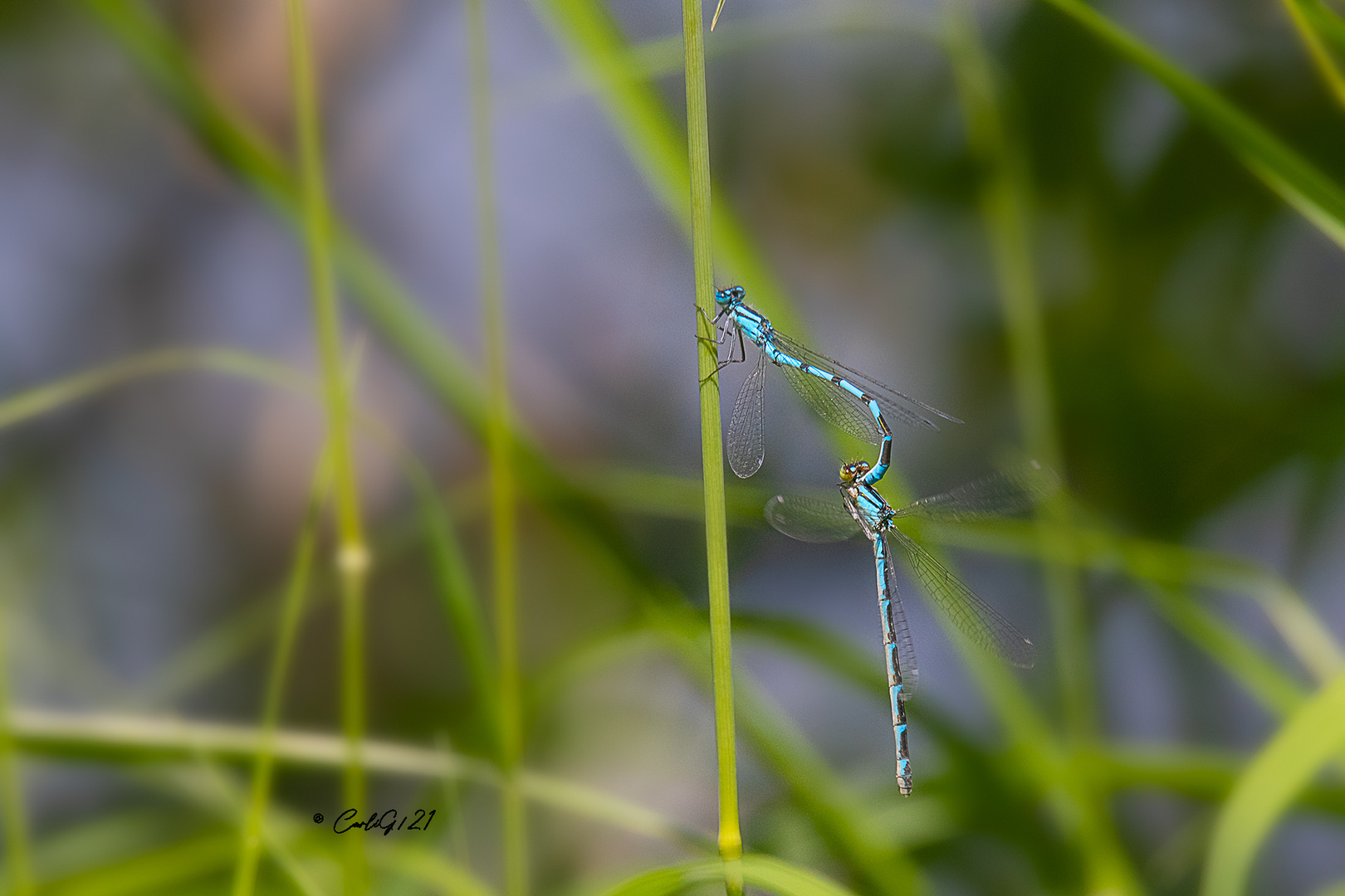 Gemeinen Becherjungfern (Enallagma cyathigerum)