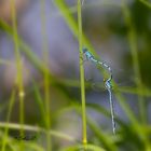 Gemeinen Becherjungfern (Enallagma cyathigerum)