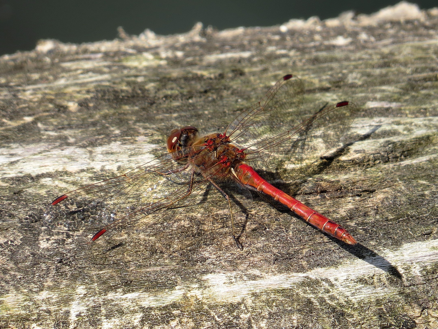 Gemeinen Heidelibelle (Sympetrum vulgatum), Männchen