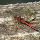 Gemeinen Heidelibelle (Sympetrum vulgatum), Männchen