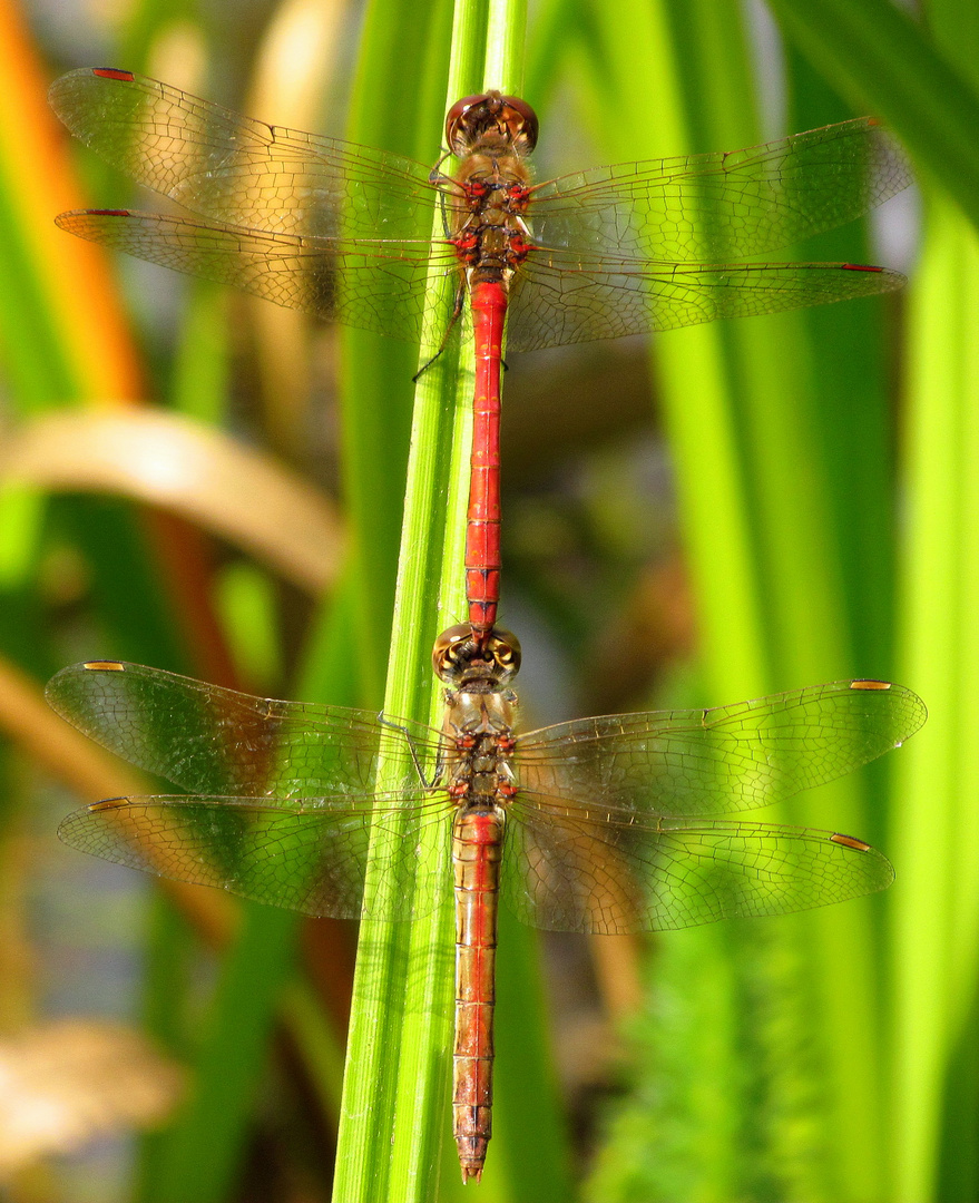 Gemeinen Heidelibelle (?) (Sympetrum vulgatum), Tandem