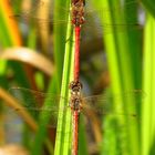 Gemeinen Heidelibelle (?) (Sympetrum vulgatum), Tandem