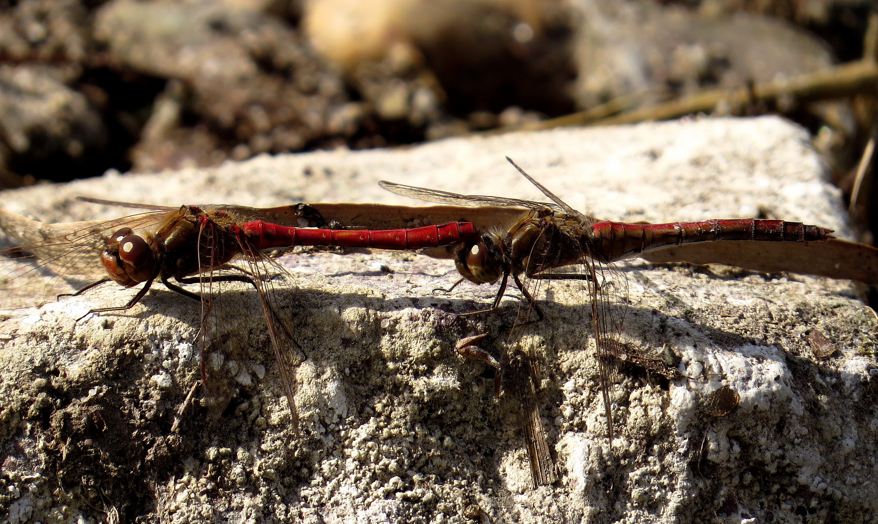 Gemeinen Heidelibelle (Sympetrum vulgatum), Tandem