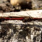 Gemeinen Heidelibelle (Sympetrum vulgatum), Tandem