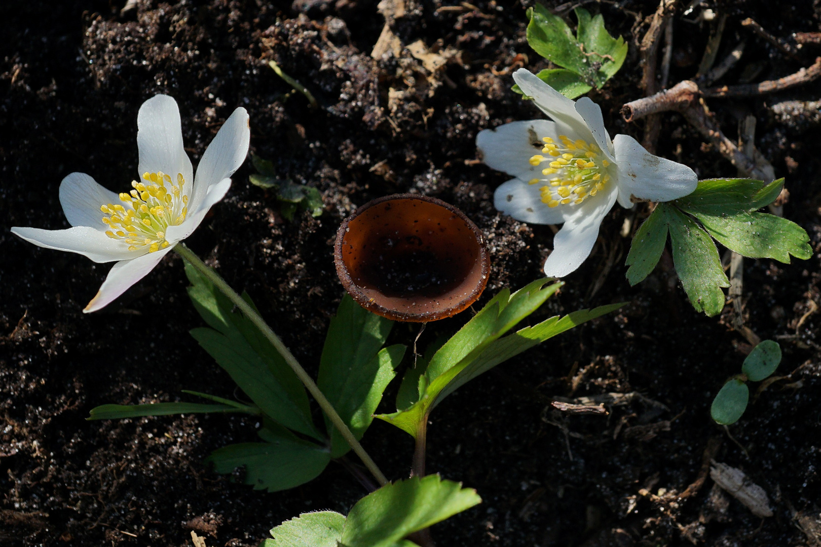 Gemeiner Anemonenbecherling (Dumontinia tuberosa)