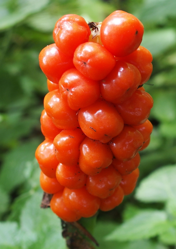 Gemeiner Aronstab 'Arum maculatum'