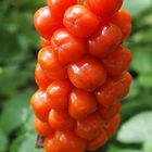 Gemeiner Aronstab 'Arum maculatum'