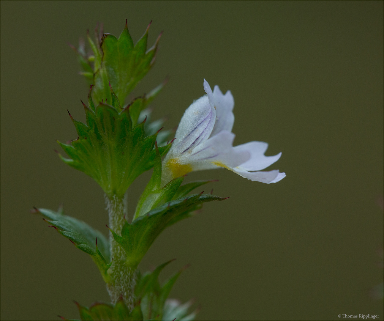 Gemeiner Augentrost (Euphrasia officinalis).......