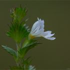 Gemeiner Augentrost (Euphrasia officinalis).......