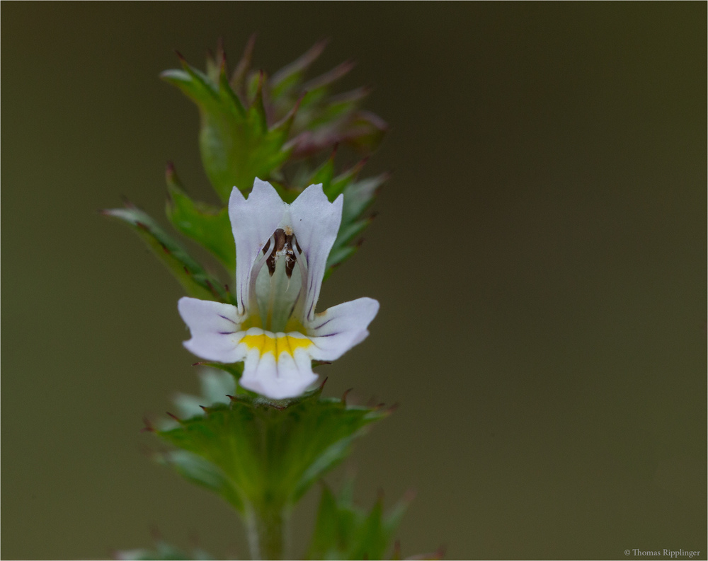 Gemeiner Augentrost (Euphrasia officinalis).......