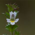 Gemeiner Augentrost (Euphrasia officinalis).......