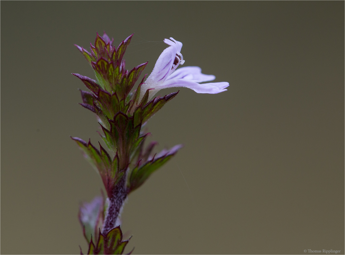 Gemeiner Augentrost (Euphrasia officinalis)..........