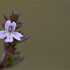 Gemeiner Augentrost (Euphrasia officinalis)............