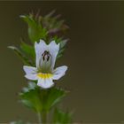 Gemeiner Augentrost (Euphrasia officinalis).........