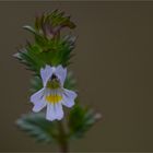 Gemeiner Augentrost (Euphrasia officinalis)....