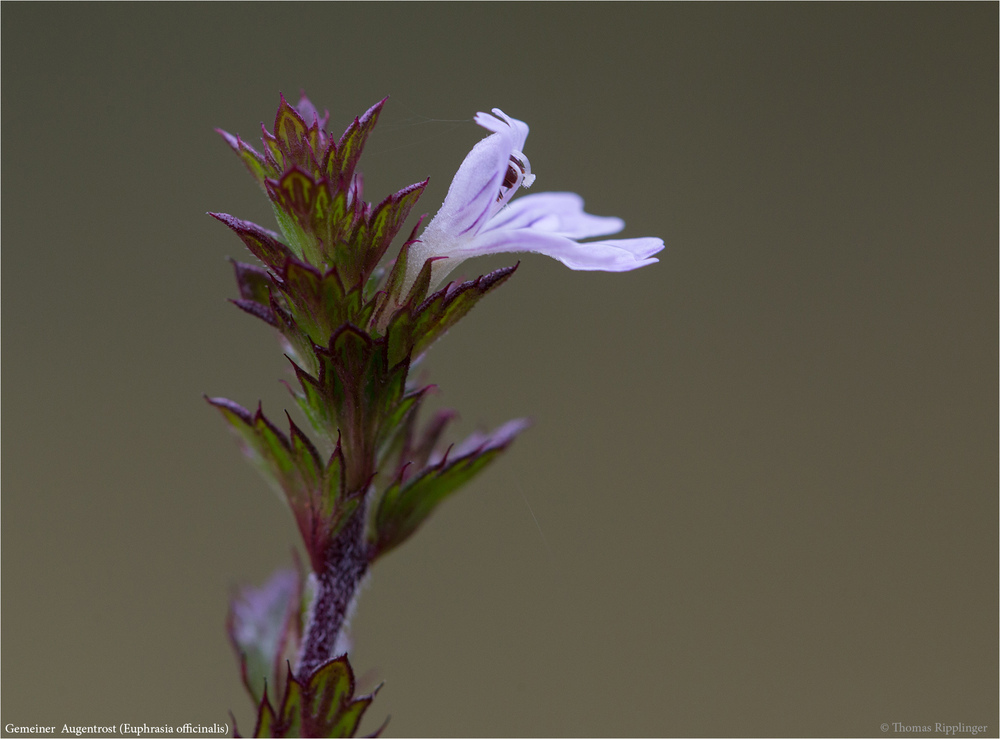 Gemeiner Augentrost (Euphrasia officinalis).