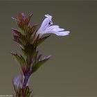 Gemeiner Augentrost (Euphrasia officinalis).