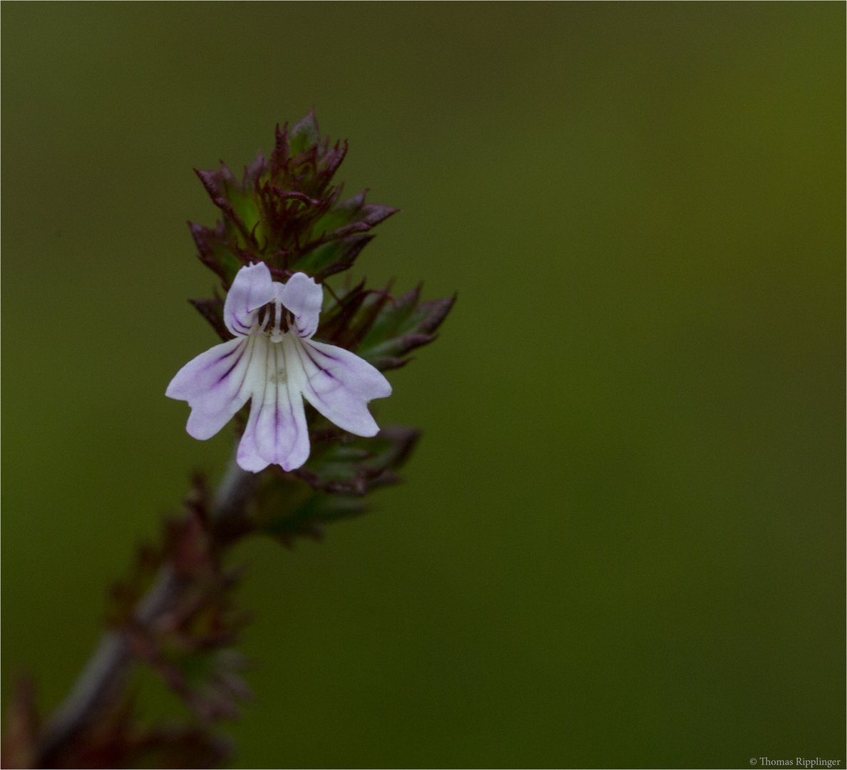 Gemeiner Augentrost (Euphrasia officinalis)...............