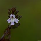 Gemeiner Augentrost (Euphrasia officinalis)...............