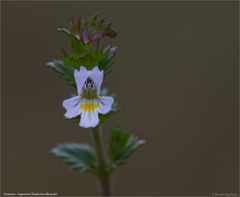 Gemeiner Augentrost (Euphrasia officinalis)...