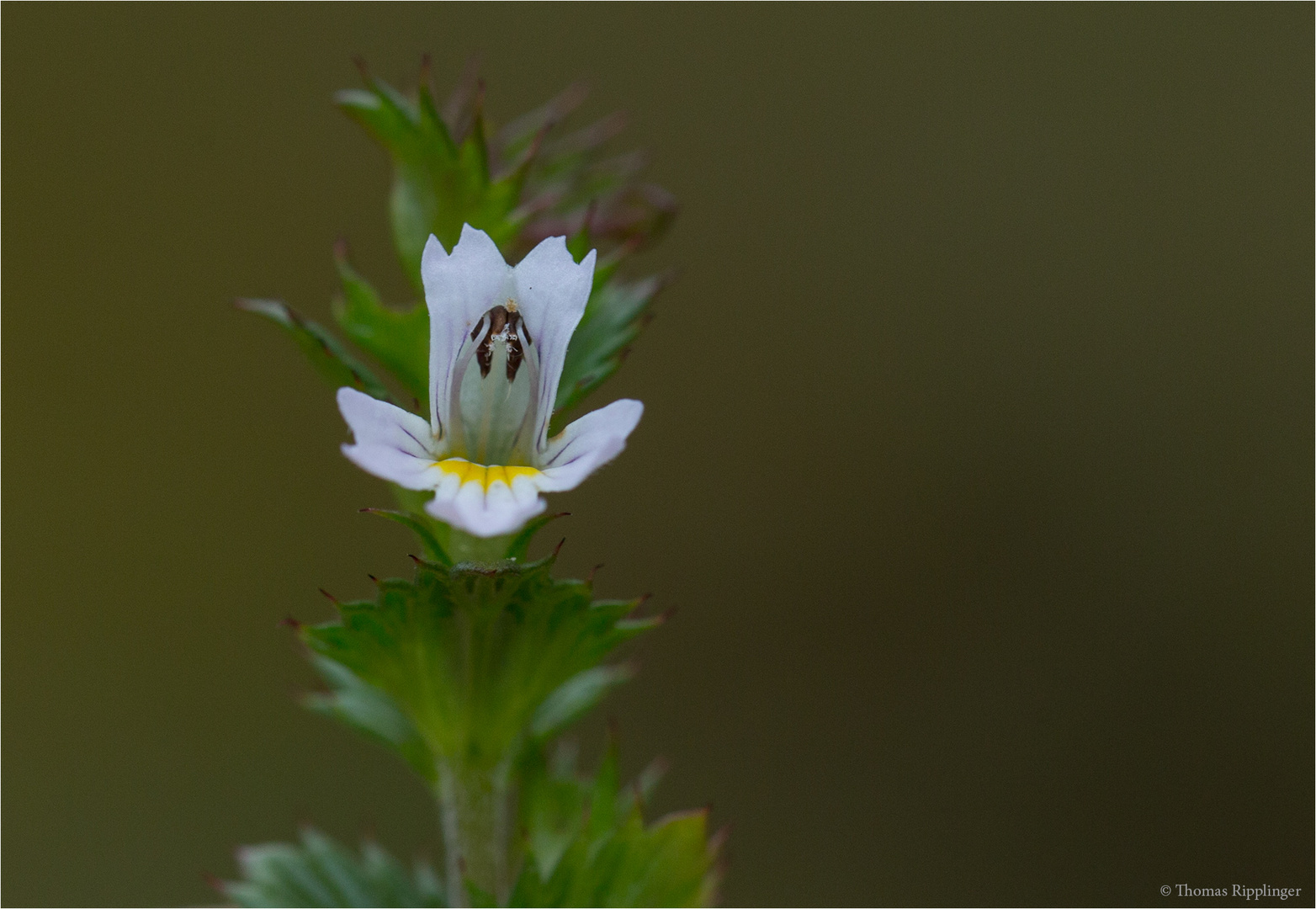 Gemeiner Augentrost (Euphrasia officinalis)…… Foto & Bild